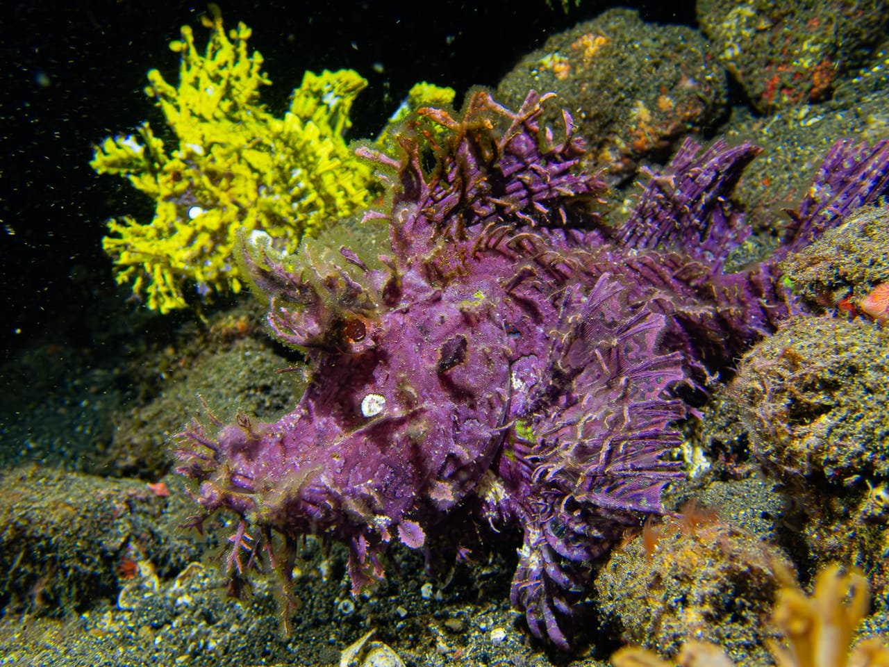 Rhinopias — Rhinopias spp.