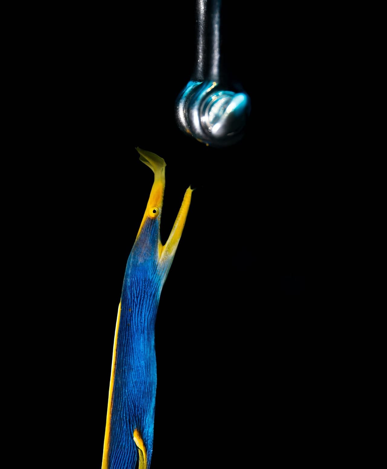 Ribbon Eels — Rhinomuraena quaesita
