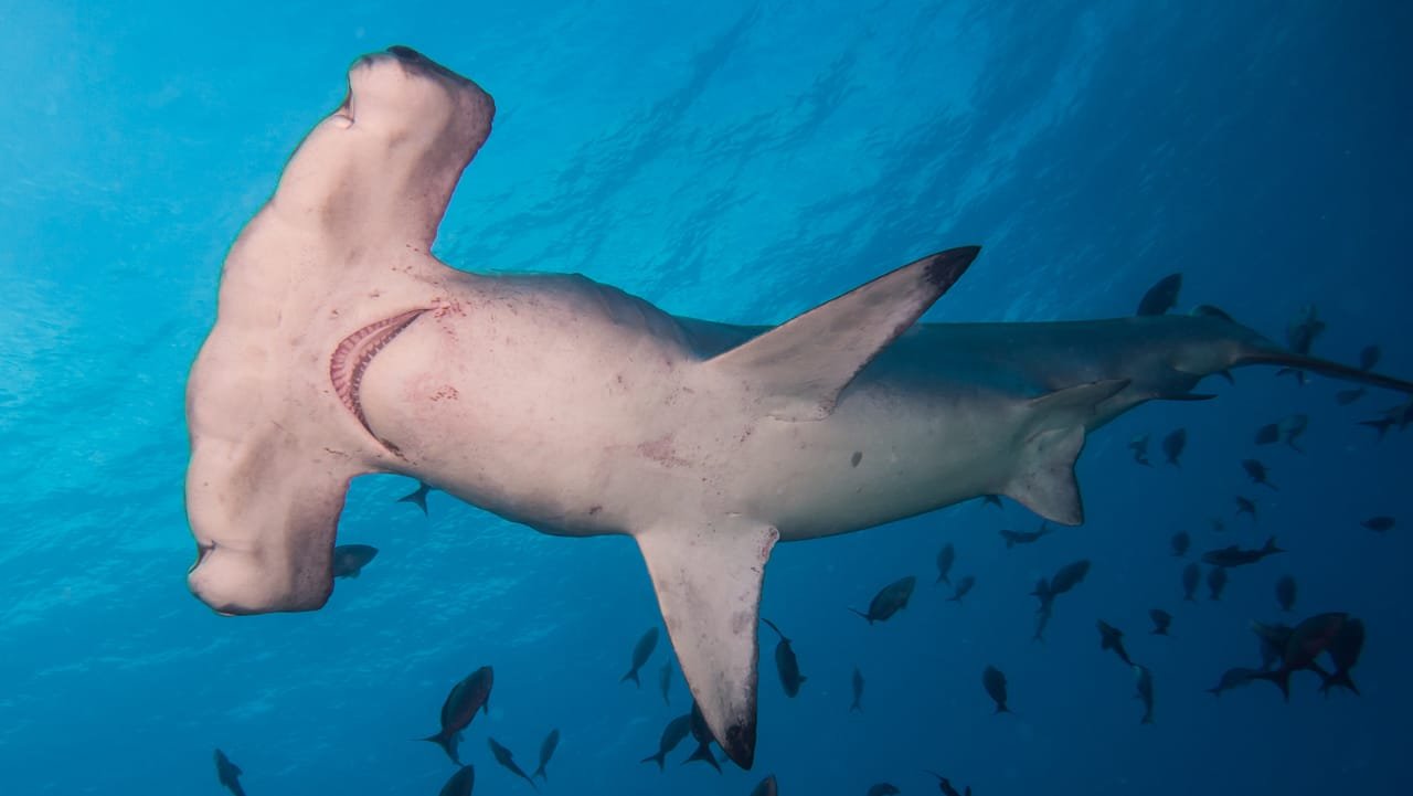 Scalloped Hammerheads — Sphyrna lewini