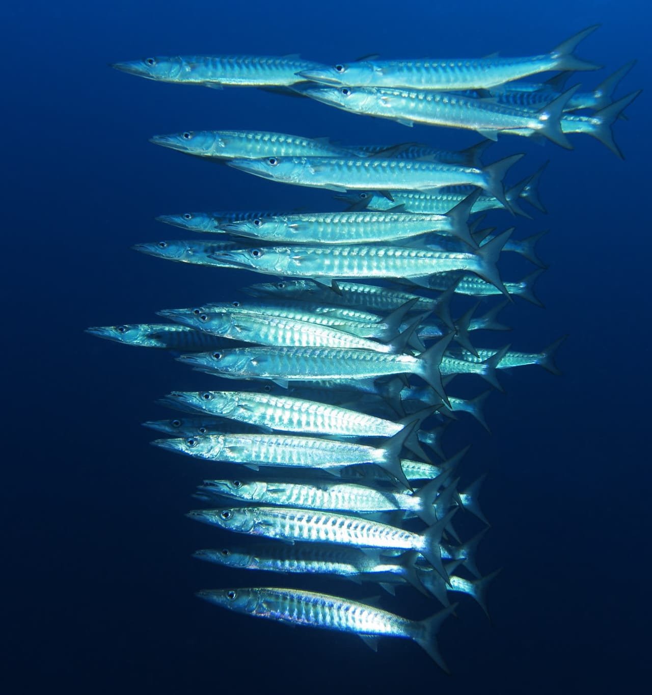 Schooling Barracuda — Sphyraena qenie