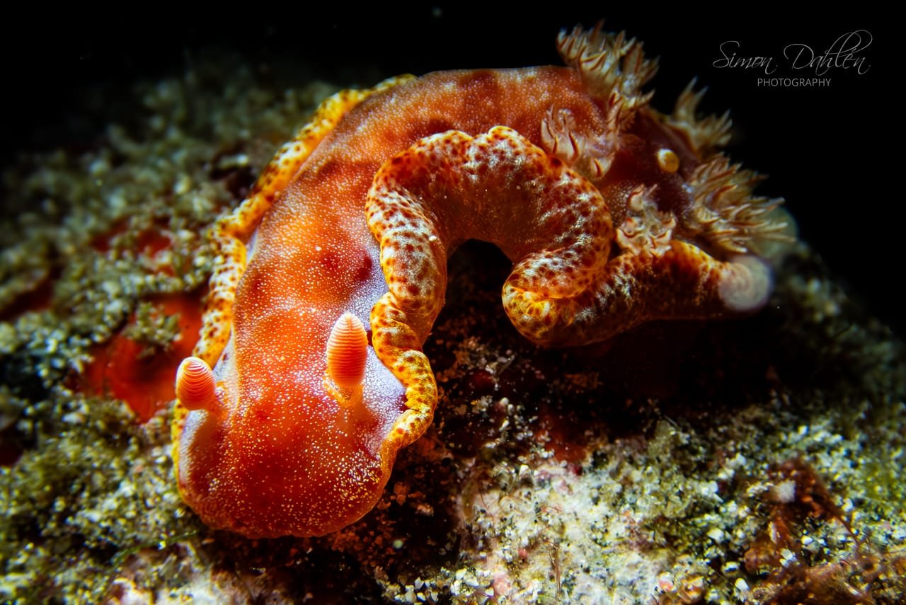 Spanish Dancer — Hexabranchus sanguineus