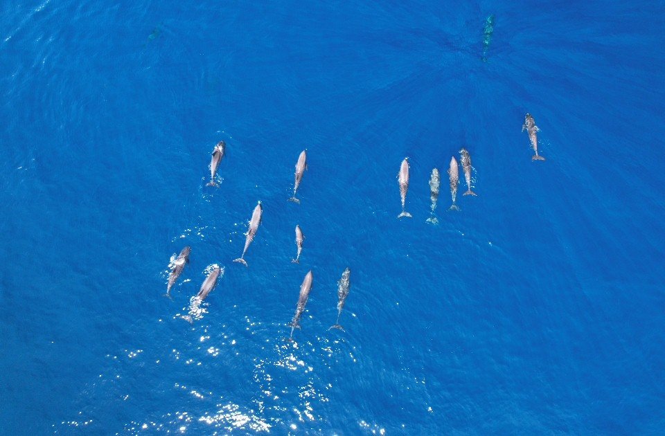 Spinner Dolphins — Stenella longirostris