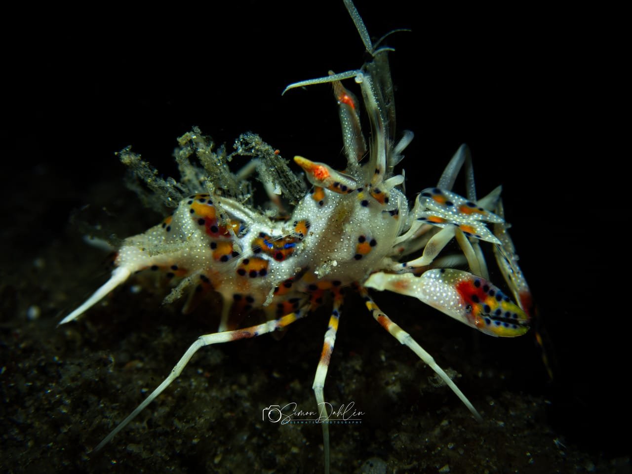 Spiny Tiger Shrimp — Phyllognathia ceratophthalmus