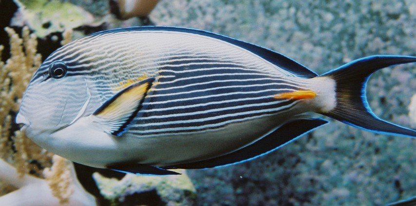 Surgeonfish — Acanthuridae