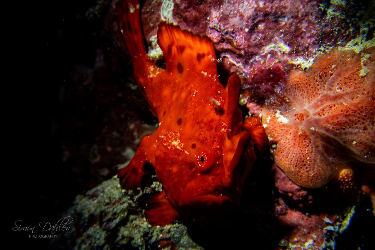 Warty Frogfish — Antennarius maculatus