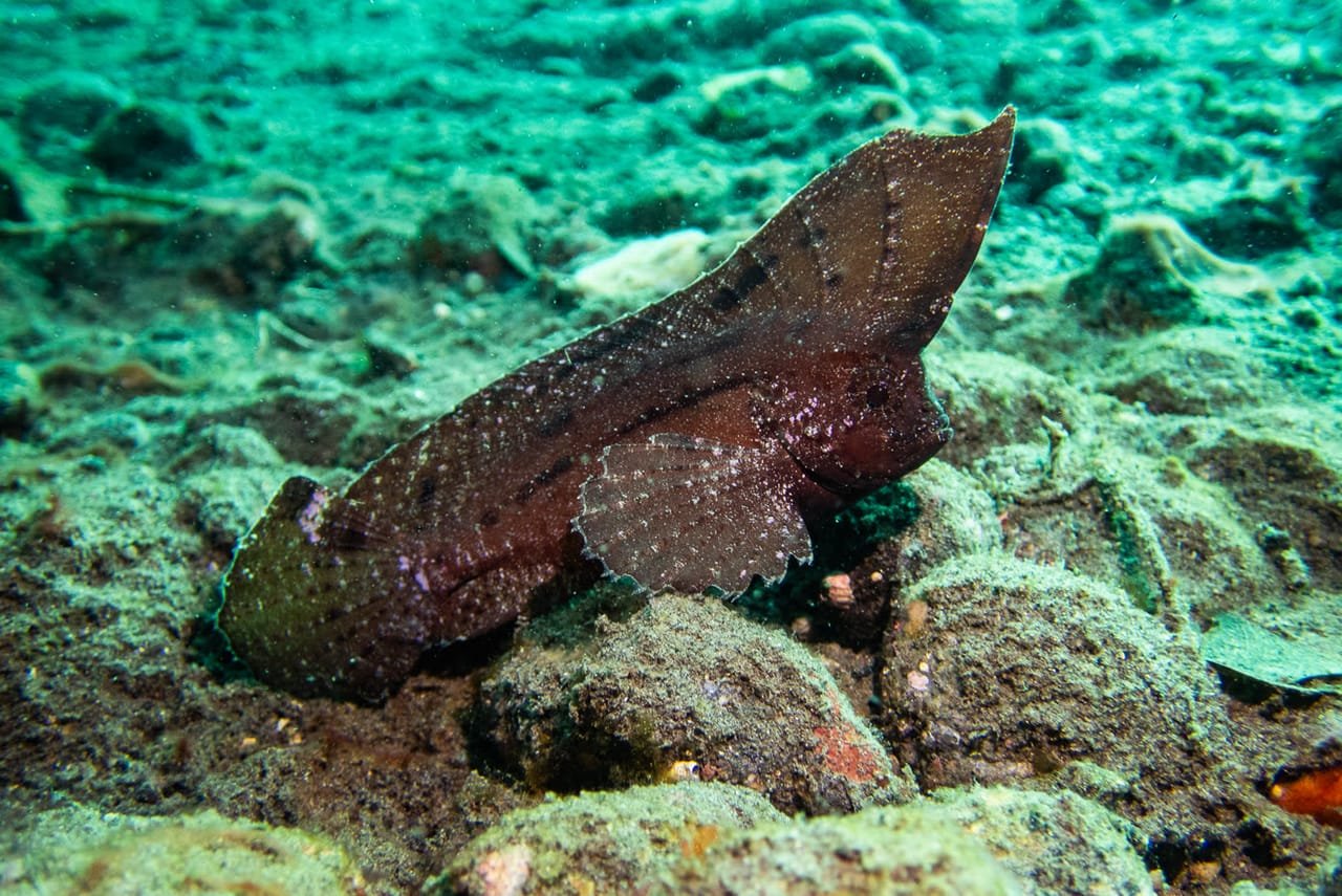 Cockatoo Waspfish — Ablabys taenianotus