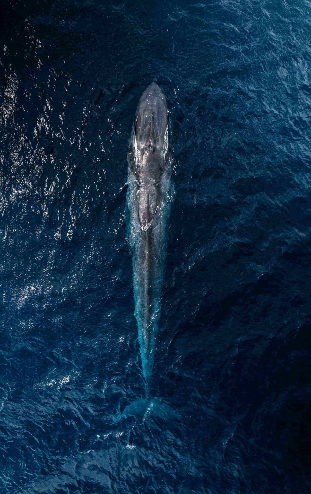Blue whale snorkeling in the Savu Sea