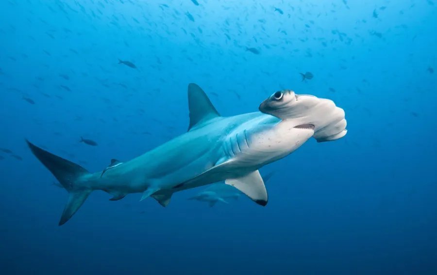 Scalloped Hammerheads (Sphyrna lewini) — marine life of Alor