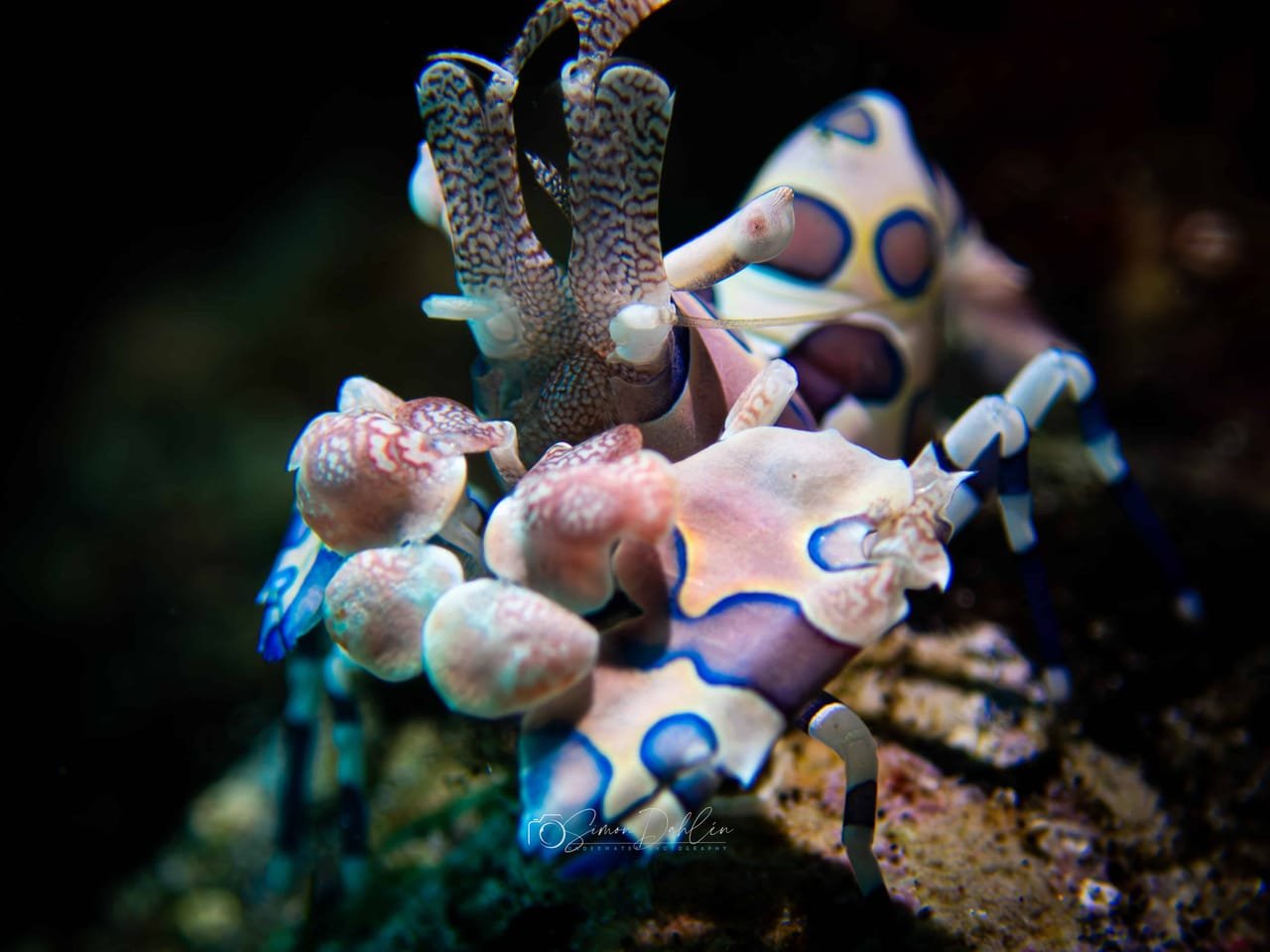 Harlequin Shrimp (Hymenocera elegans) — marine life of Alor