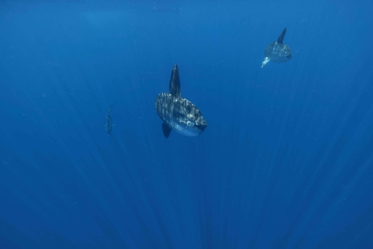 Mola Mola (Mola mola) — marine life of Alor