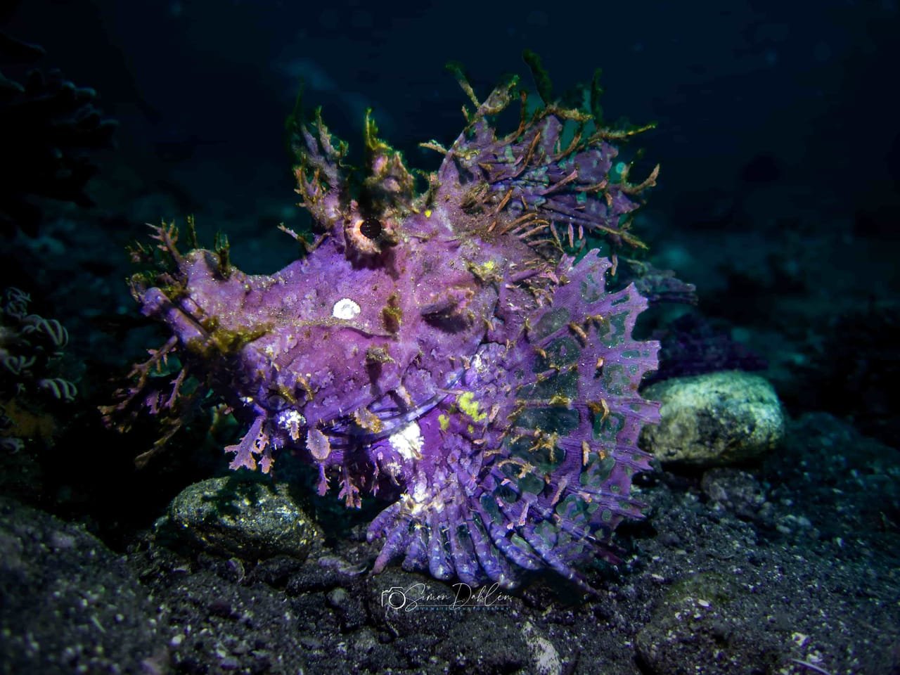Rhinopias scorpionfish — Alor's iconic muck-diving critter