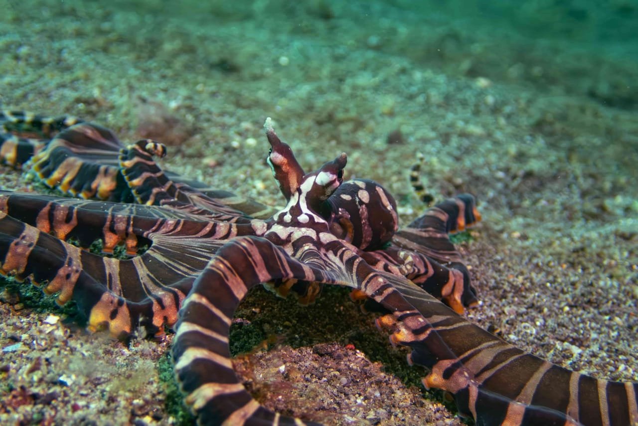 Wonderpus (Wunderpus photogenicus) — marine life of Alor