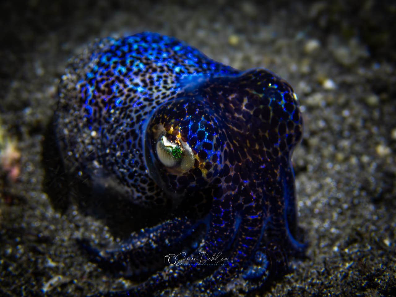 Bobtail squid on dark sand during a night dive on the house reef
