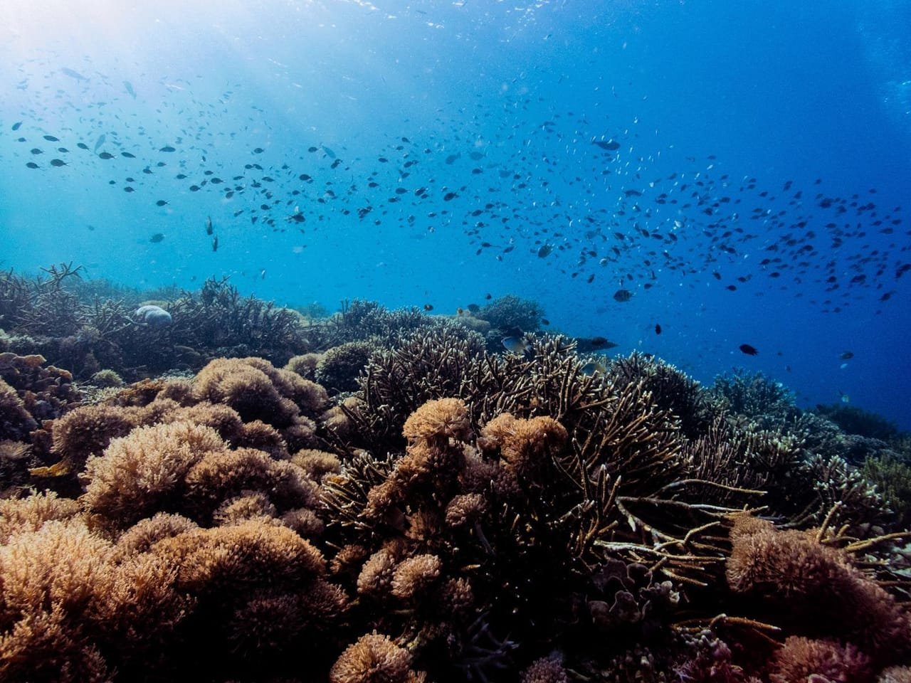 Hard coral terraces and schooling fish on the house reef, sun rays from above